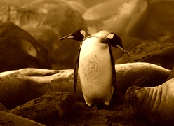 Sepia