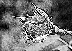 Skamielina