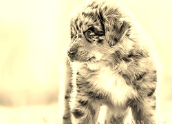 Szary + Sepia