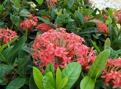 Oryginalny obrazek
