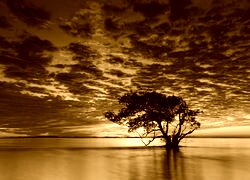 Sepia