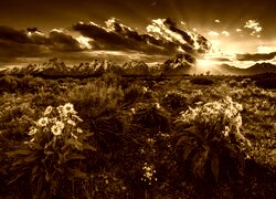 Sepia