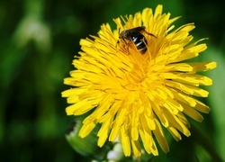 Oryginalny obrazek