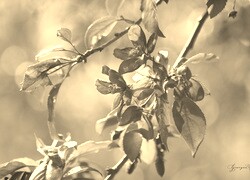 Szary + Sepia