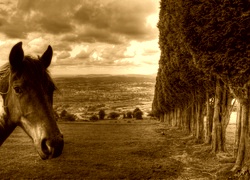 Sepia