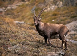Oryginalny obrazek