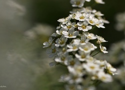 Oryginalny obrazek