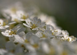 Oryginalny obrazek