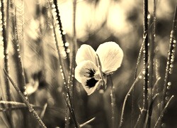Szary + Sepia
