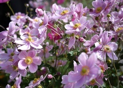 Oryginalny obrazek