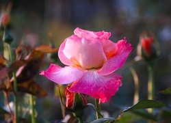 Oryginalny obrazek