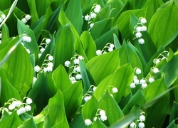 Oryginalny obrazek