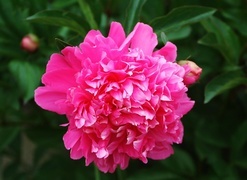 Oryginalny obrazek