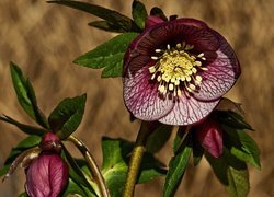 Oryginalny obrazek