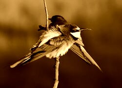 Sepia