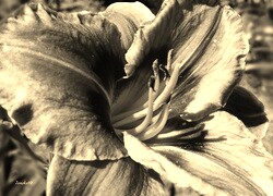Sepia