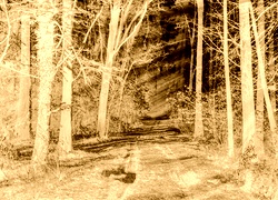 Sepia + Negatyw