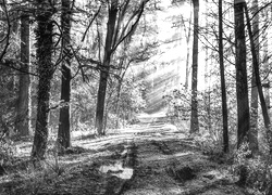 Szary + Sepia