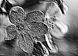 Skamielina