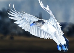 Negatyw