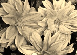 Szary + Sepia