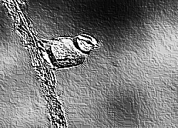 Skamielina