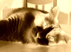 Sepia + Negatyw