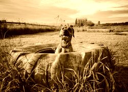 Sepia