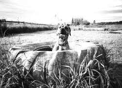 Szary + Sepia