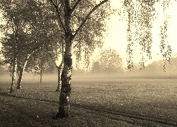 Szary + Sepia