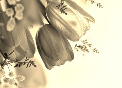 Szary + Sepia