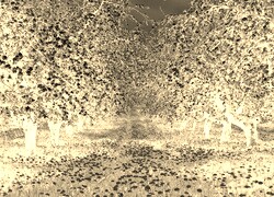 Sepia + Negatyw