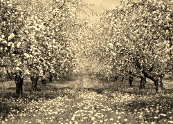 Sepia