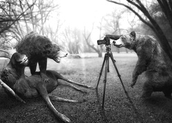 Szary + Sepia