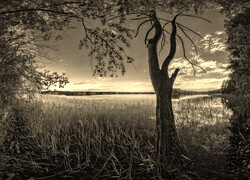 Sepia