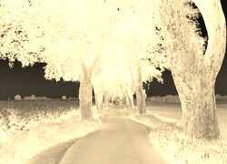 Sepia + Negatyw
