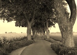 Szary + Sepia