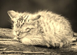 Szary + Sepia