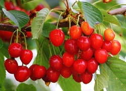 Oryginalny obrazek