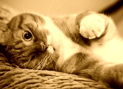 Sepia