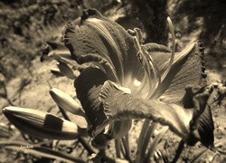 Szary + Sepia