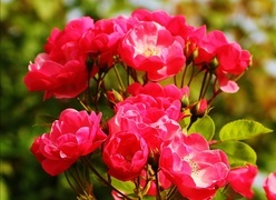Oryginalny obrazek