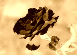 Sepia + Negatyw