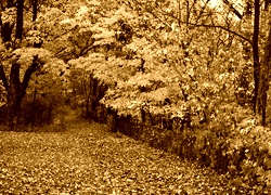 Sepia