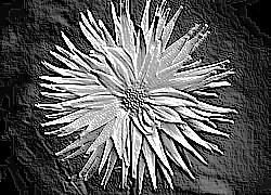 Skamielina