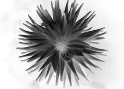 Szary + Negatyw
