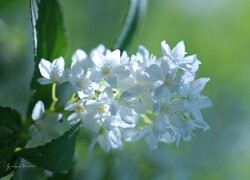 Oryginalny obrazek