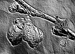 Skamielina