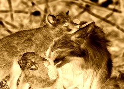 Sepia + Negatyw
