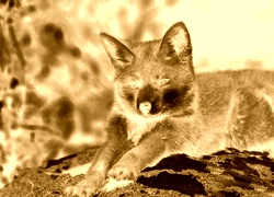 Sepia + Negatyw